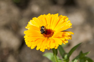 bee on yellow flower