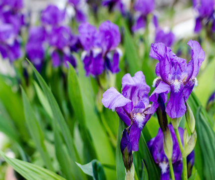Iris Flowers in Bloom