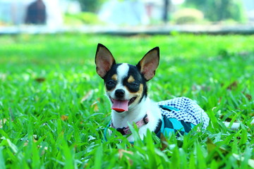 Chihuahua, dog