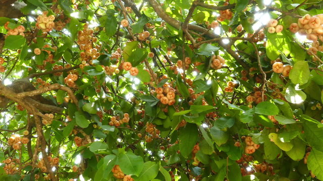 Rose apples or chomphu fruits on tree 
