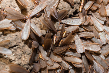 Mayfly, isolated on the soil background