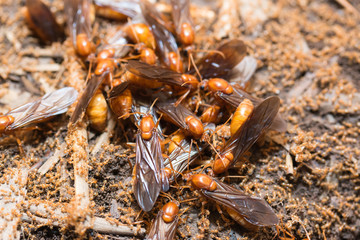 The subterranean ants