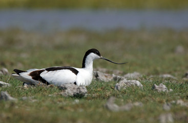 Säbelschnäbler - [Recurvirostra avosetta]