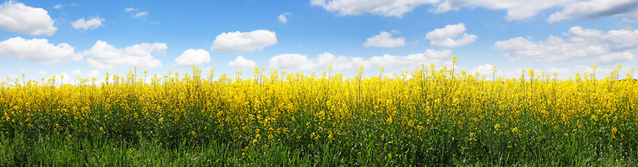 Obraz premium Rapsfeld Sommer Panorama