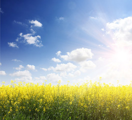 Rapsfeld im Sommer