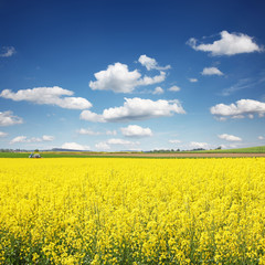 Rapsfeld im Sommer