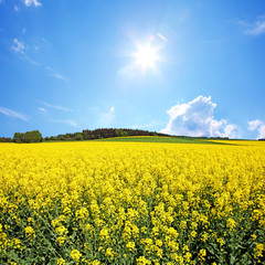 Fototapeta premium Rapsfeld im Sommer