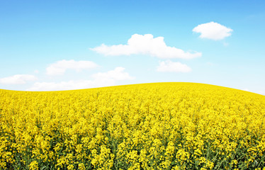 Obraz premium Rapsfeld im Sommer