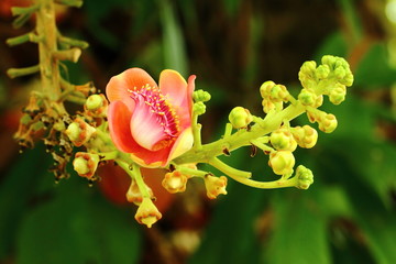 flowers-Sal Tree
