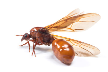 The subterranean ants isolate on white