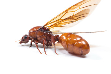 The subterranean ants isolate on white