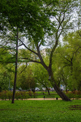 скамейка рядом с наклонённым деревом в городском парке