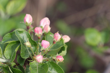 The blossoming apple-tree branches in a spring garden