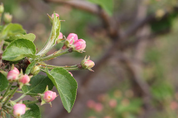 The blossoming apple-tree branches in a spring garden