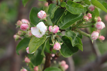 The blossoming apple-tree branches in a spring garden