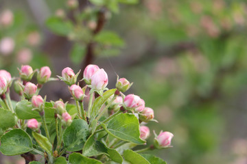 Obraz premium The blossoming apple-tree branches in a spring garden