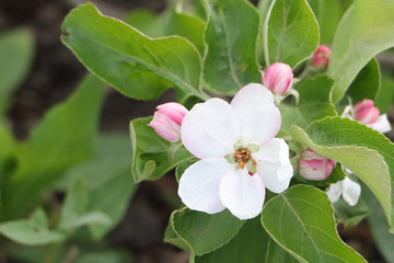 The blossoming apple-tree branches in a spring garden