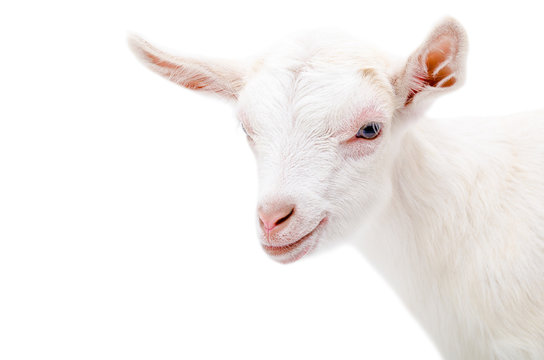 Portrait of a white little goat