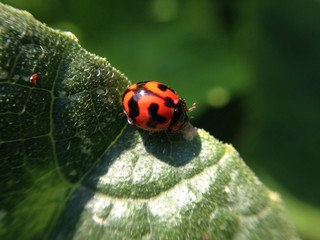 ladybug on green leaf