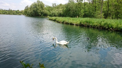 Cygne