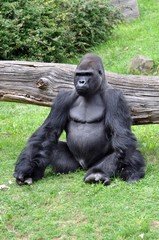 Gorilla-Männchen