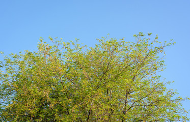 blossom tree