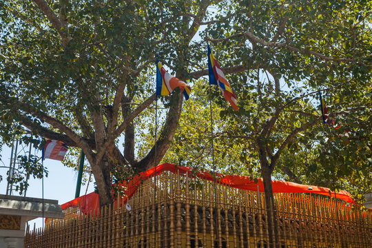 Temple of Sri Maha Bodhi the oldest planted tree, Anuradhapura