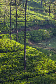 View of the green tea plantations at sunrise, Srilanka, Asia