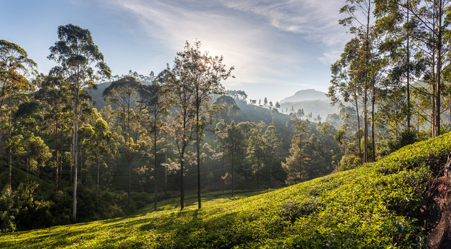 Beautiful panoramic view of a tea plantation in Sri Lanka