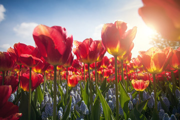 Beautiful red tulip flowers in garden with blurred background