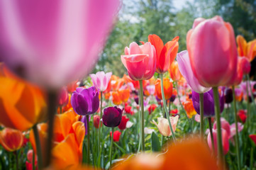 Beautiful red tulip flowers in garden with blurred background - 83955752