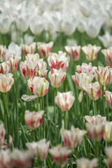 Beautiful white tulip flowers in garden with blurred background