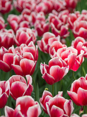 Obraz premium Beautiful pink tulip flowers in garden with blurred background