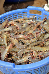 Shrimp harvest in basket