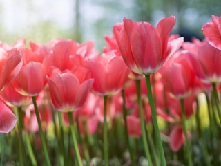 Beautiful pink tulip flowers in garden with blurred background