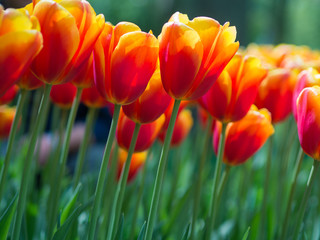 Fototapeta premium Beautiful red and yellow tulip flowers in garden with blurred ba