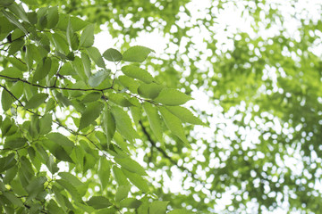 Fototapeta na wymiar 木の葉の背景画像