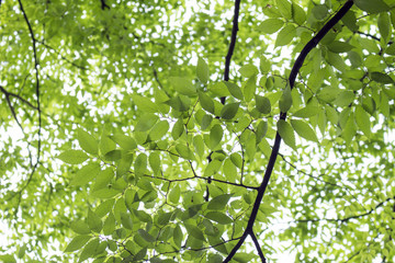 Obraz premium 木の葉の背景画像