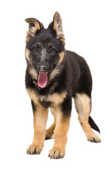 German shepherd puppy standing isolated on white background