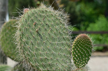 kaktus