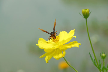 Insect wasps and yellow cosmos flower.