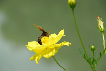 Insect wasps and yellow cosmos flower.