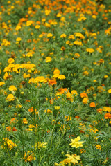 Yellow Cosmos flower