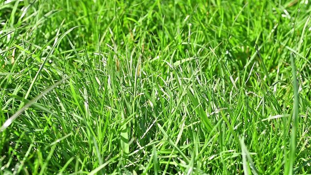 Fresh Green Grass In Spring Background