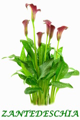 zantedeschia © robert6666
