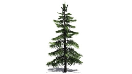 Alaska Cedar tree - separated on white background