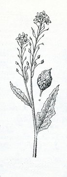 Hill mustard (Bunias orientalis) 