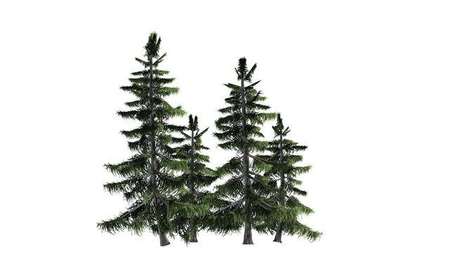 Alaska Cedar tree cluster - separated on white background