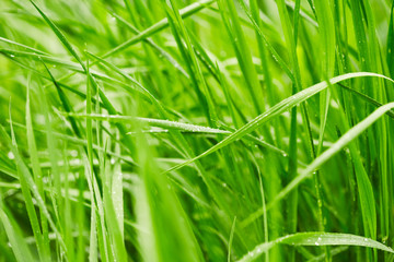 Green grass