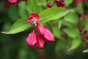 Abeille